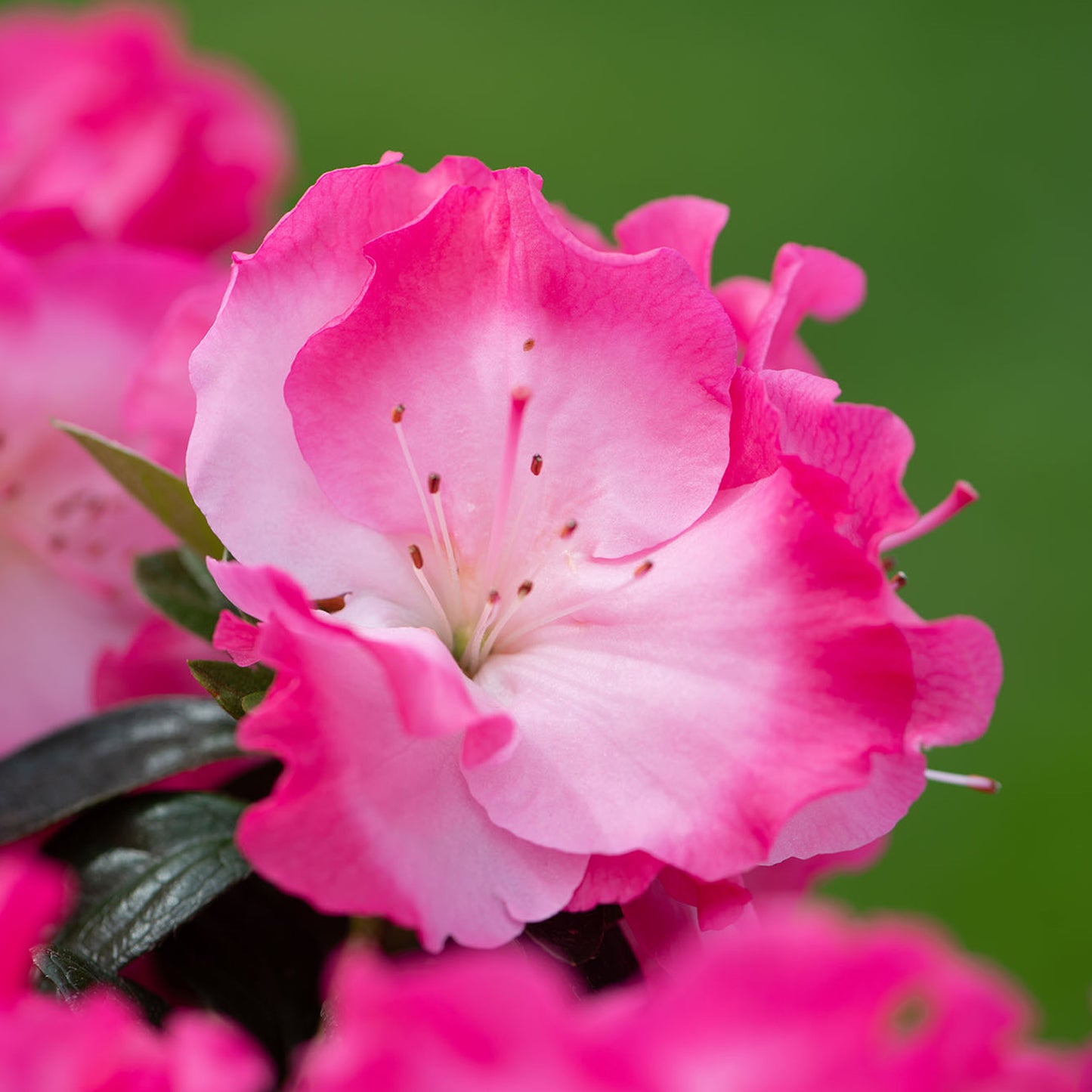 Azalea Japonica Patio Tree