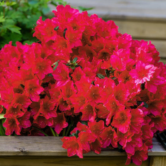 Azalea Arabesk