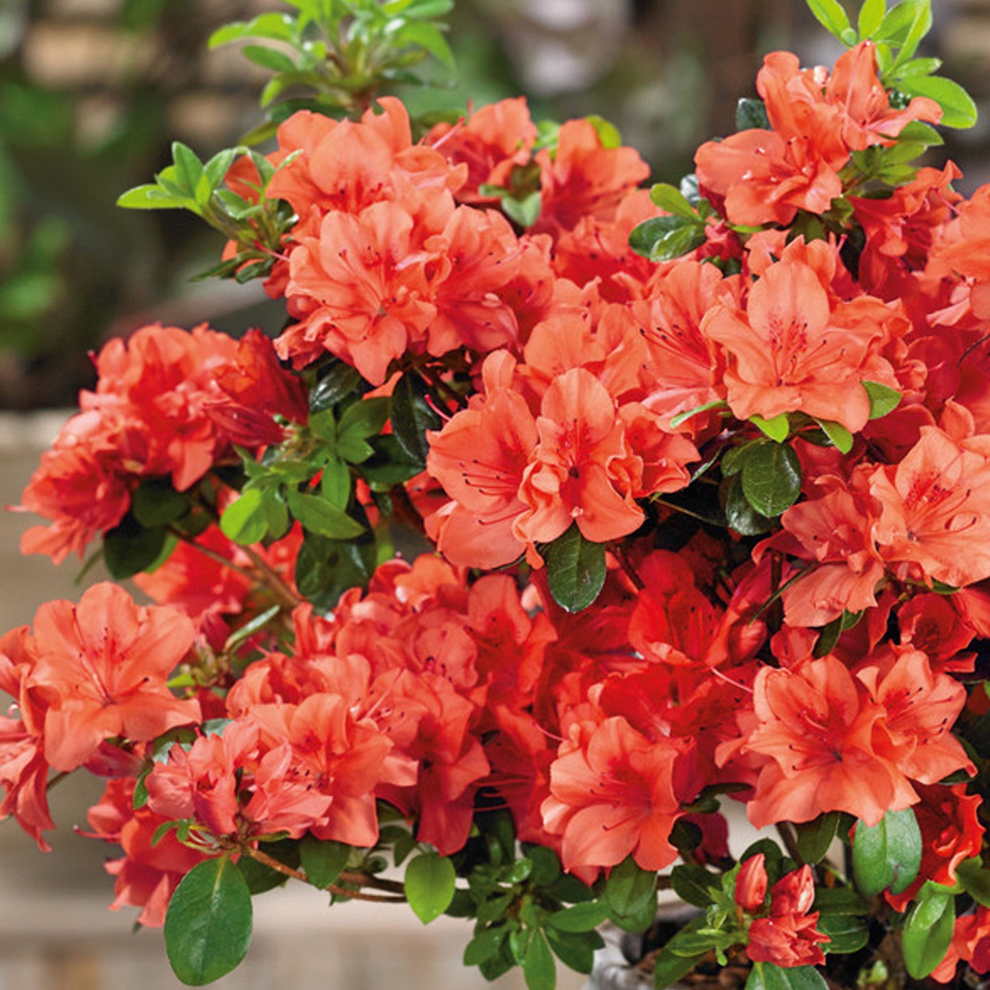 Azalea Geisha Orange