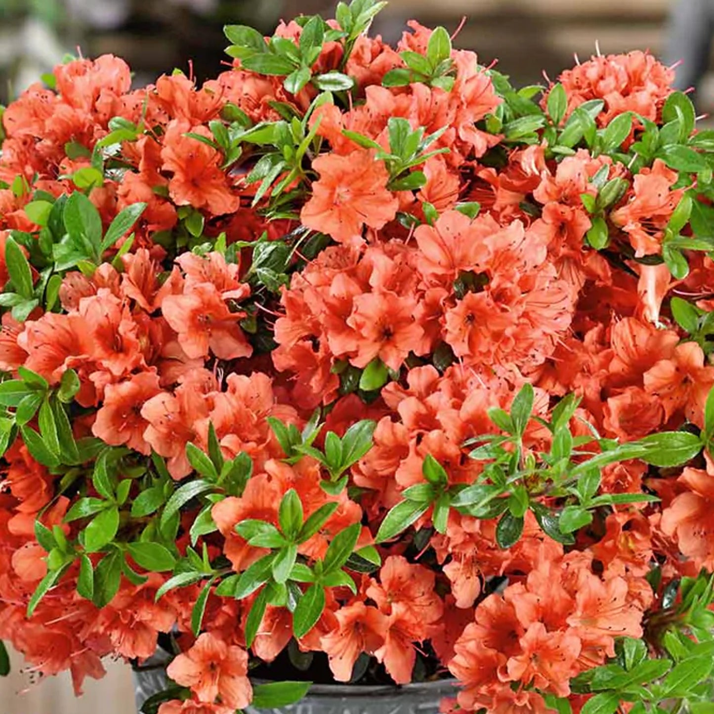 Azalea Geisha Orange