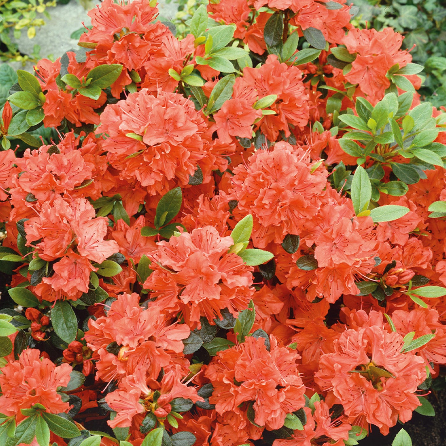 Azalea Geisha Orange