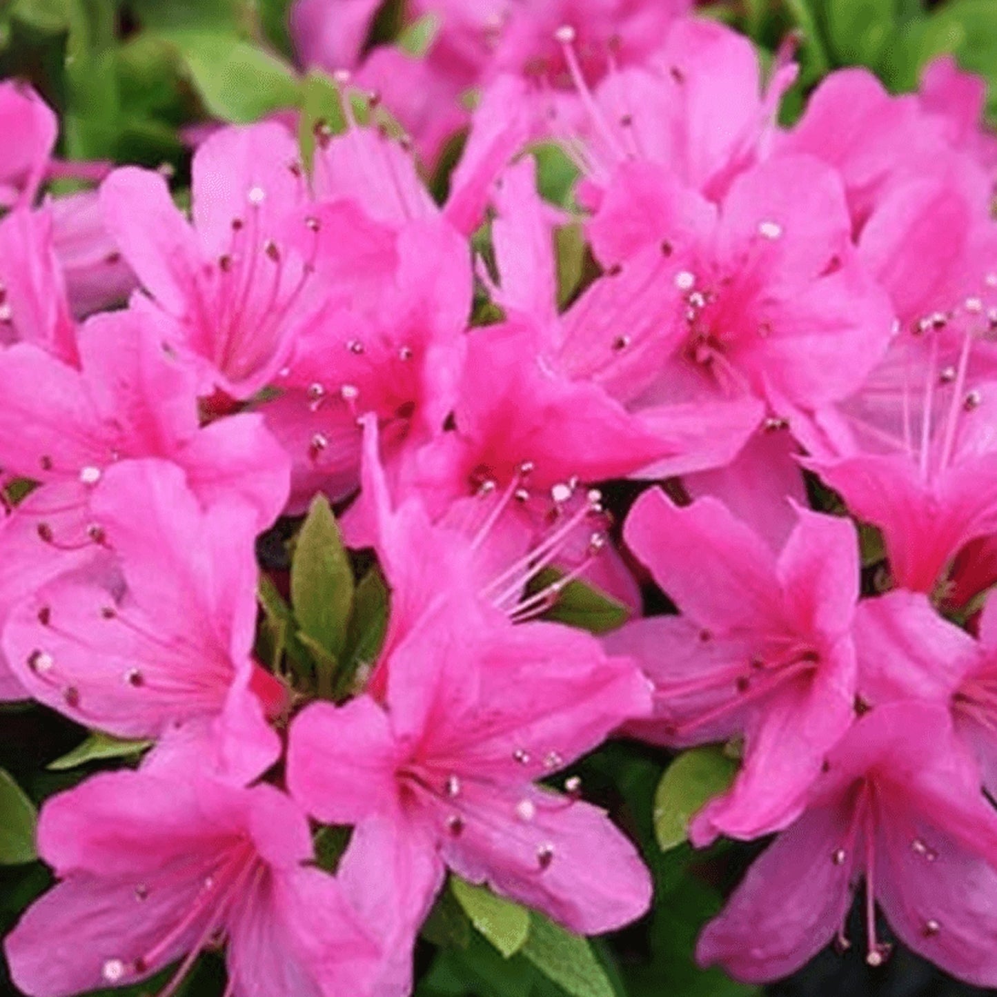 Azalea Geisha Pink