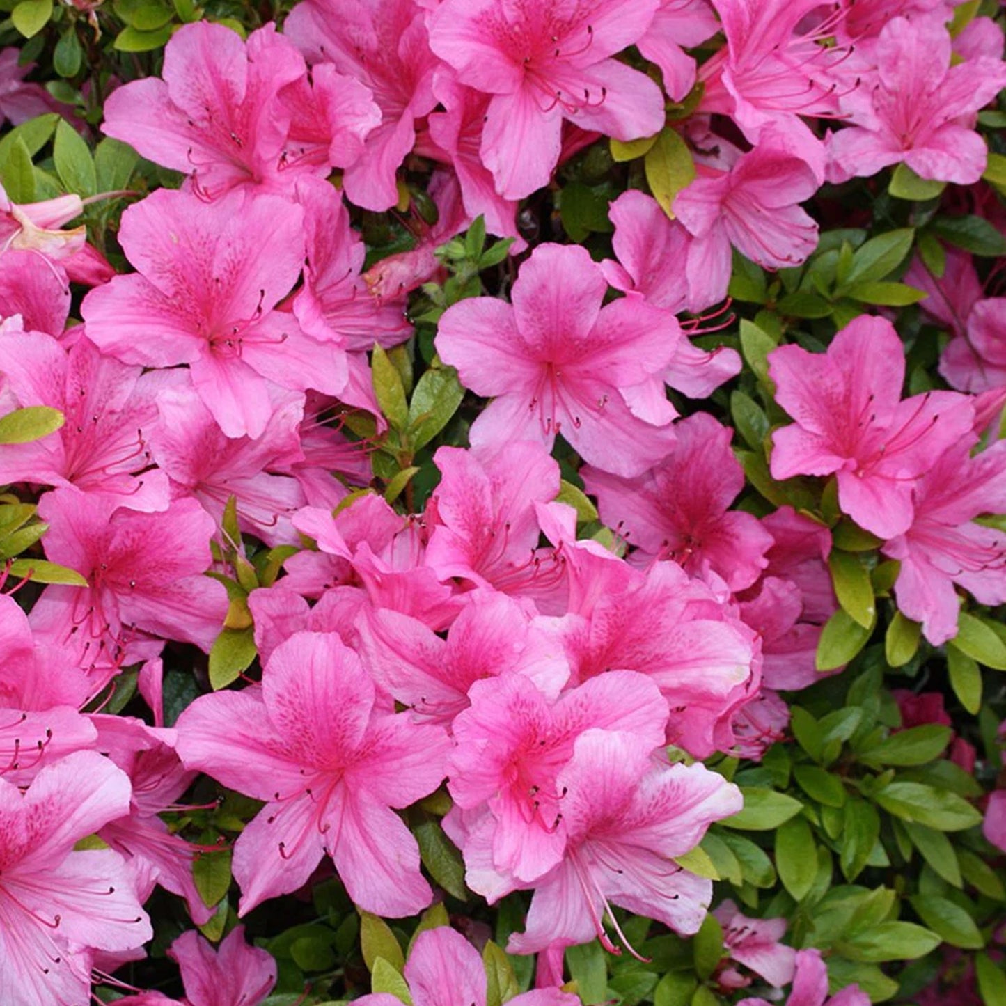 Azalea Geisha Pink