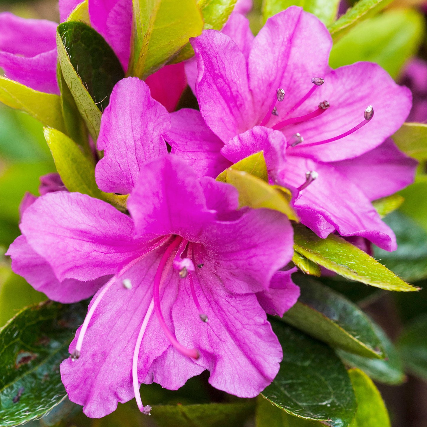 Azalea Geisha Purple