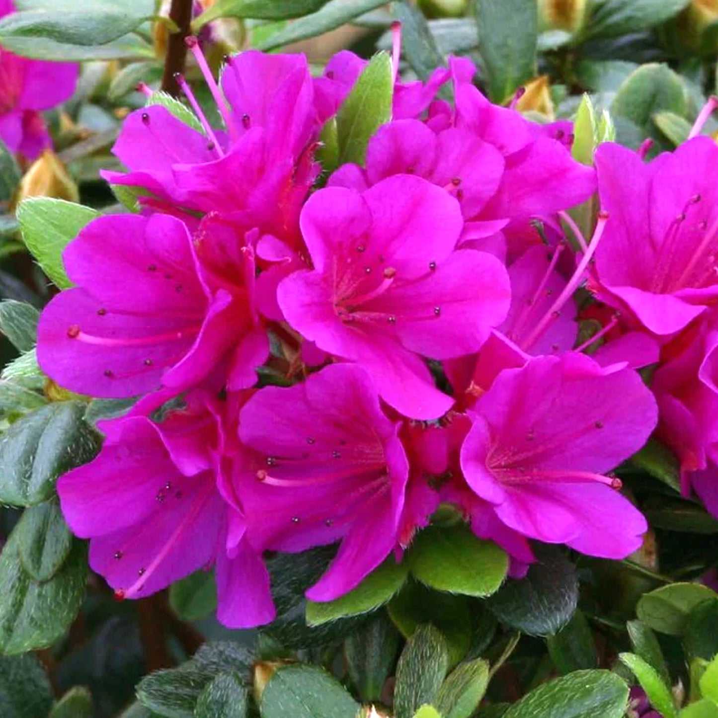 Azalea Geisha Purple