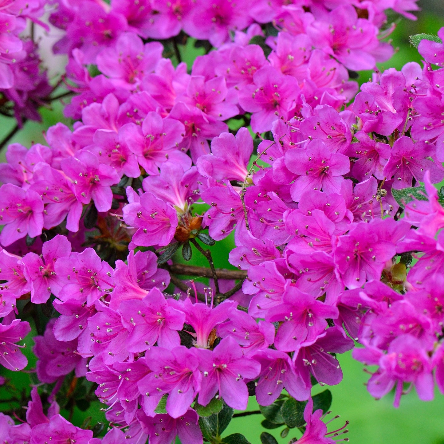 Azalea Geisha Purple