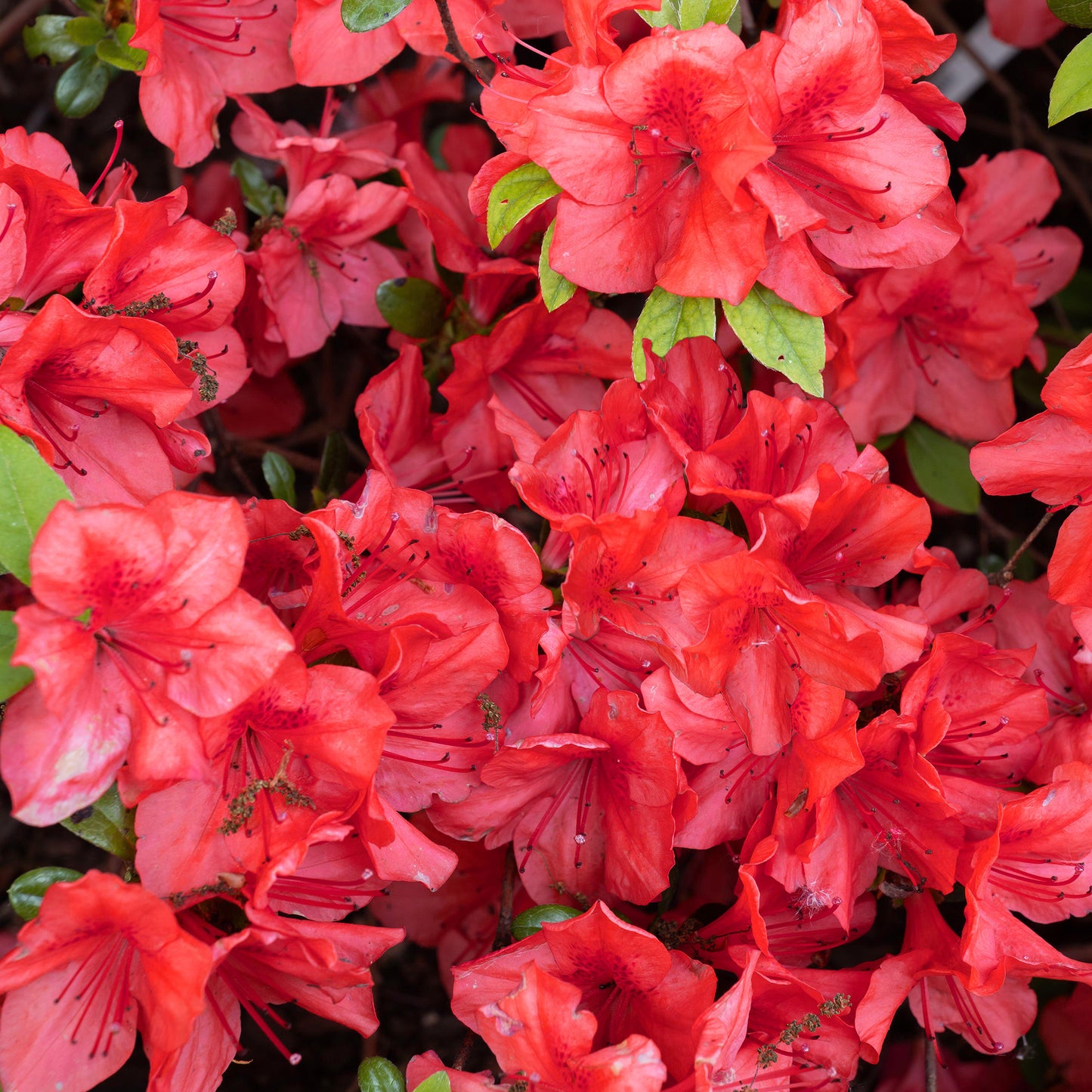 Azalea Geisha Red