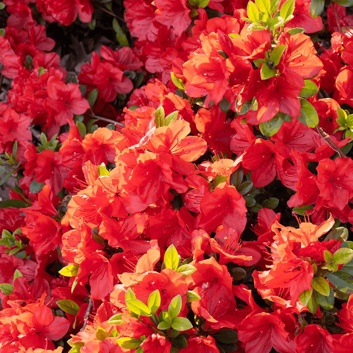 Azalea Geisha Red