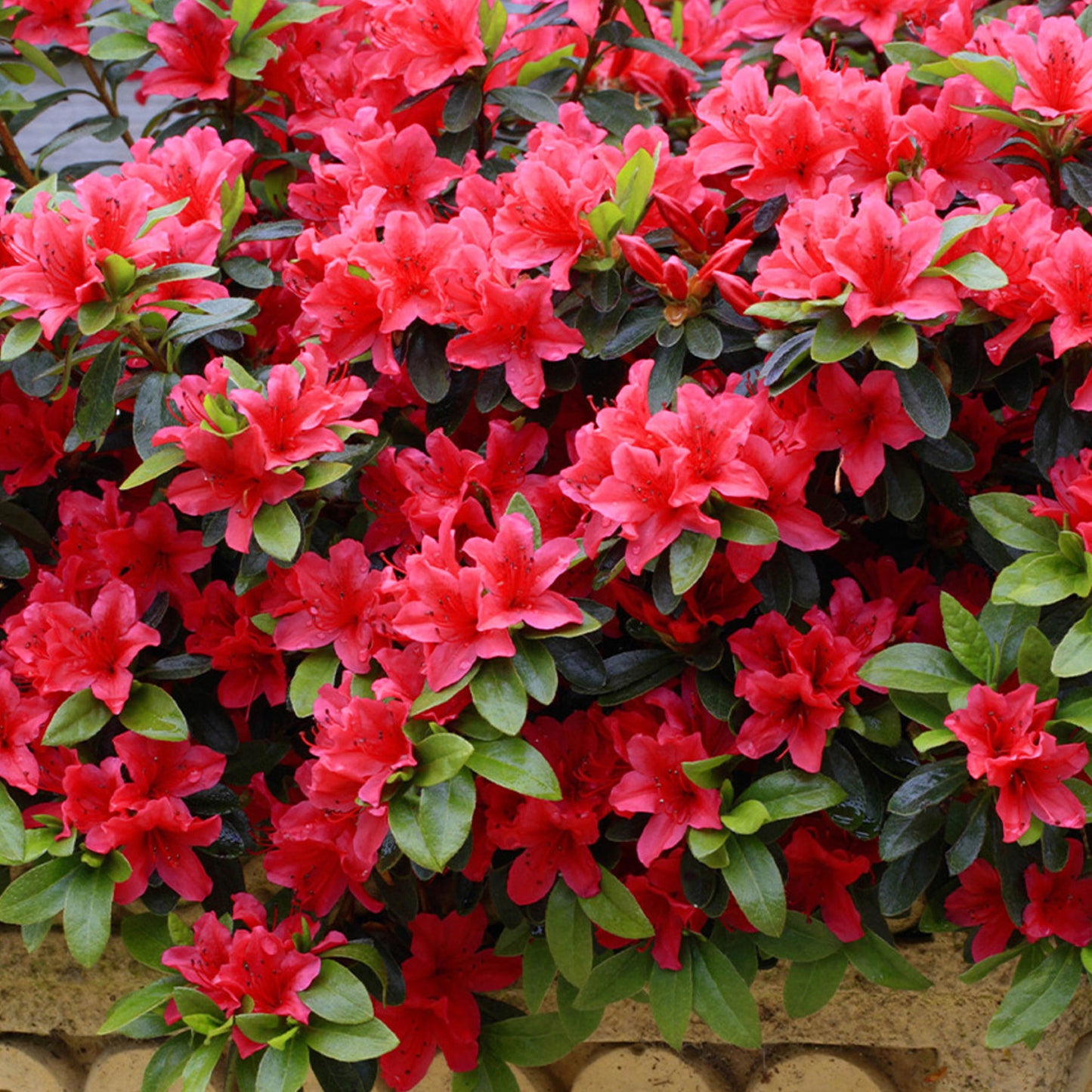 Azalea Geisha Red