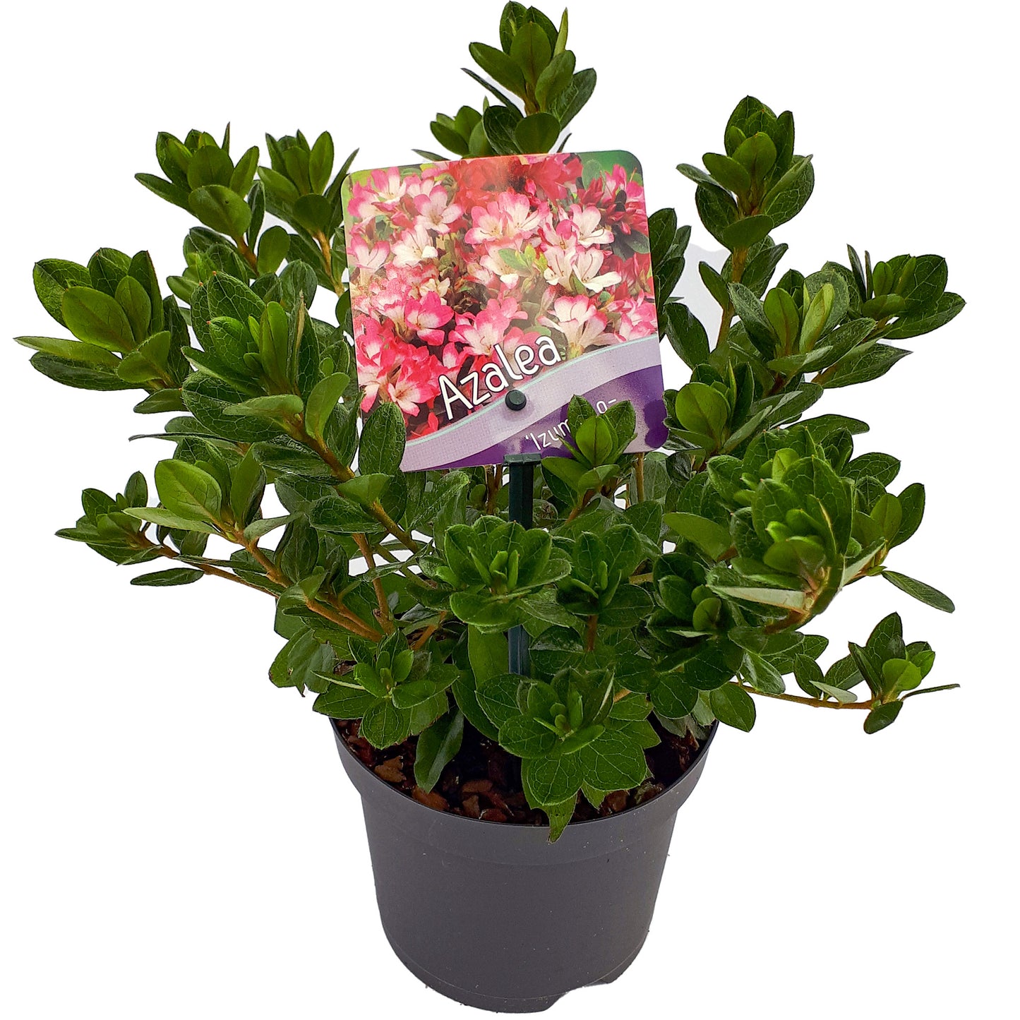 Azalea Izum-no-mai