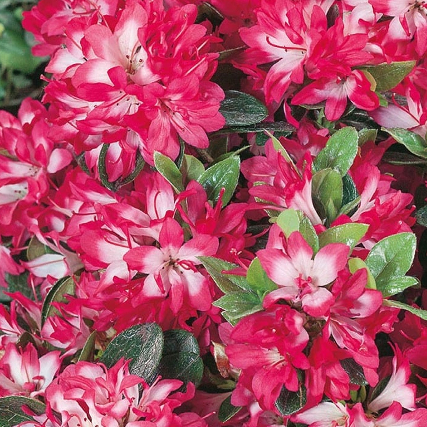 Azalea Izum-no-mai