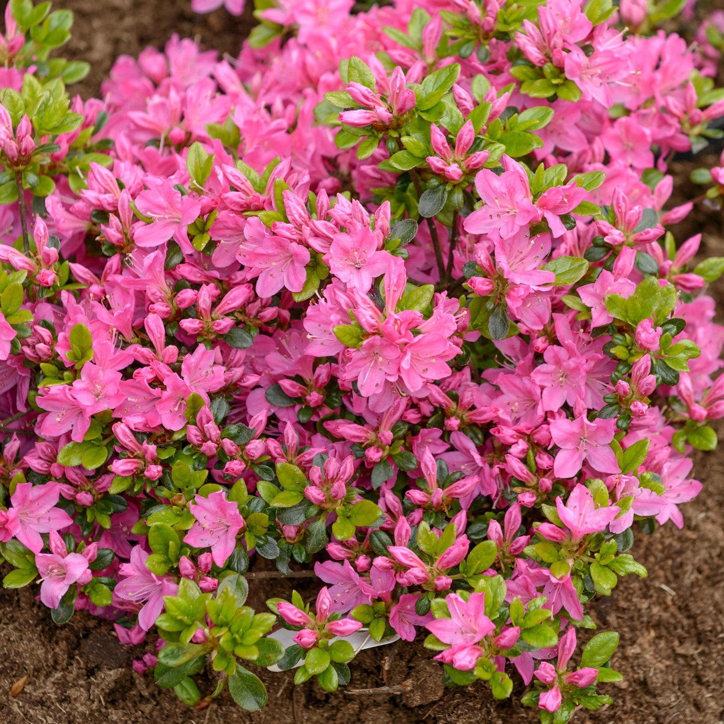 Azalea Kermesina