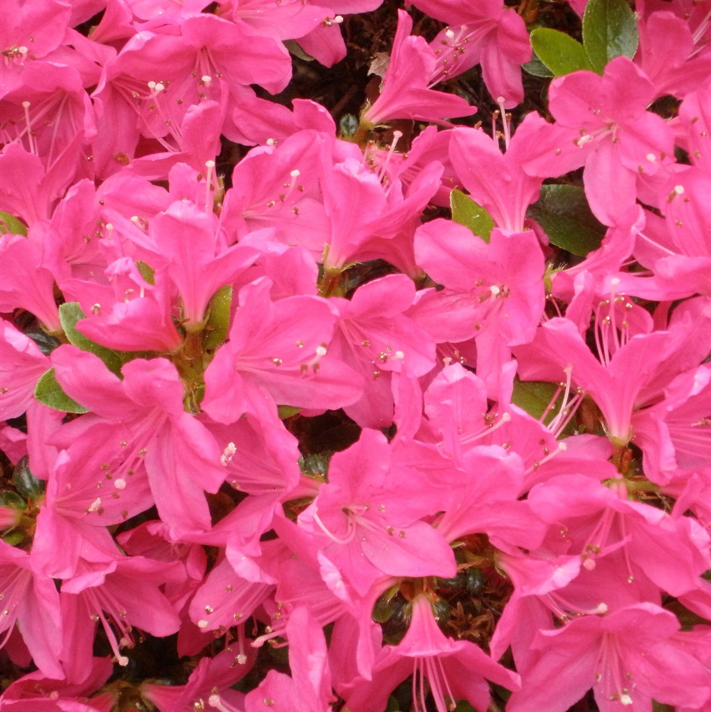 Azalea Kermesina