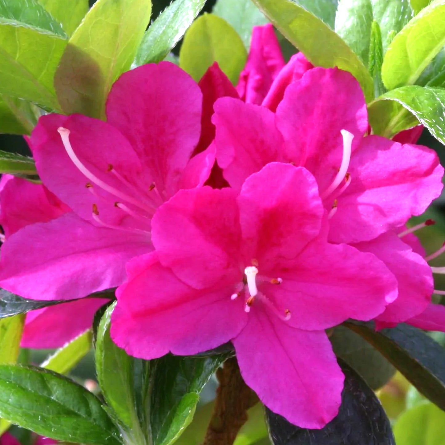 Azalea Kermesina