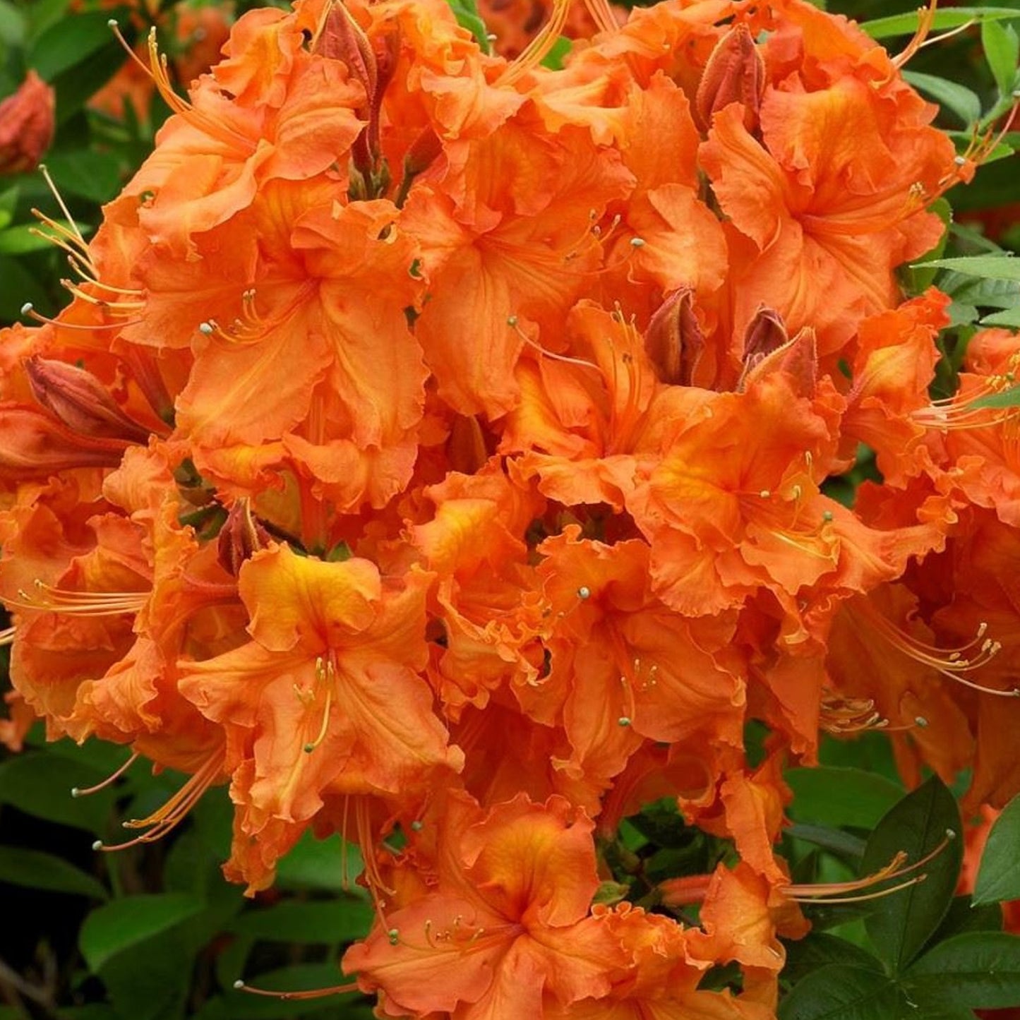 Azalea Glowing Embers