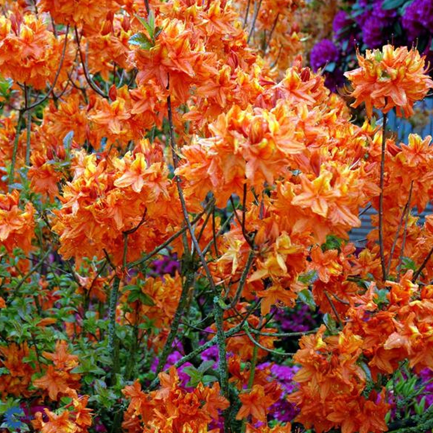 Azalea Glowing Embers