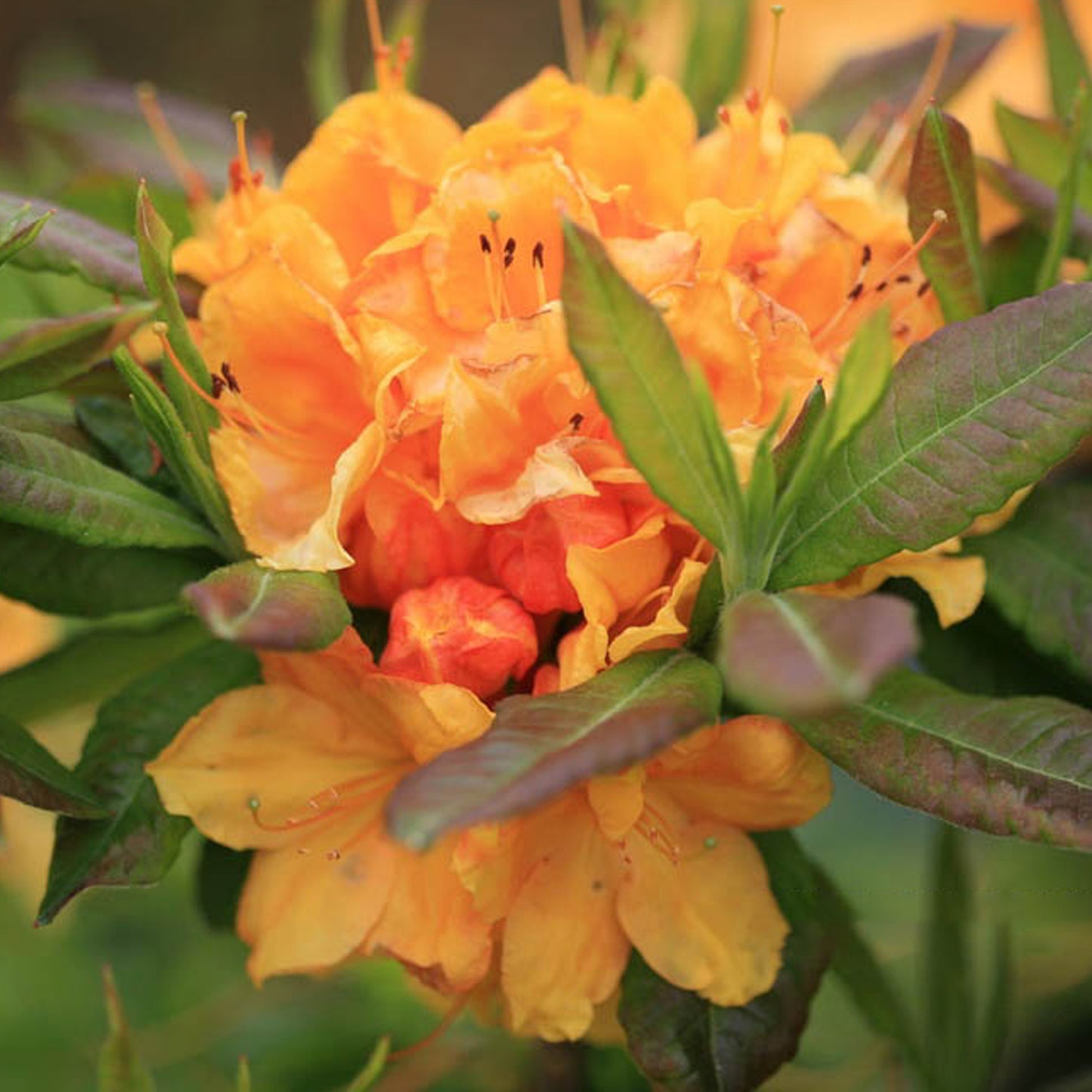 Azalea Glowing Embers