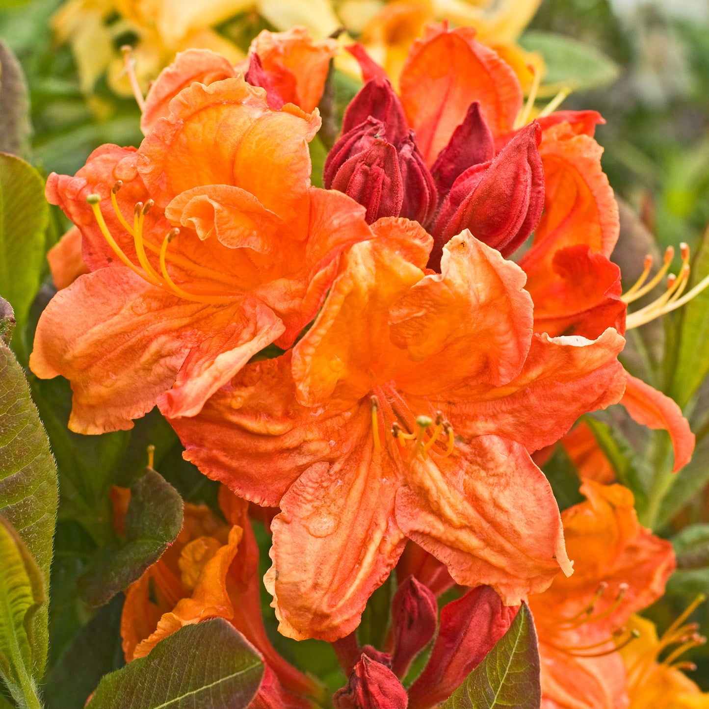 Azalea Glowing Embers