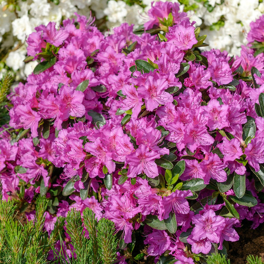Azalea Konigstein