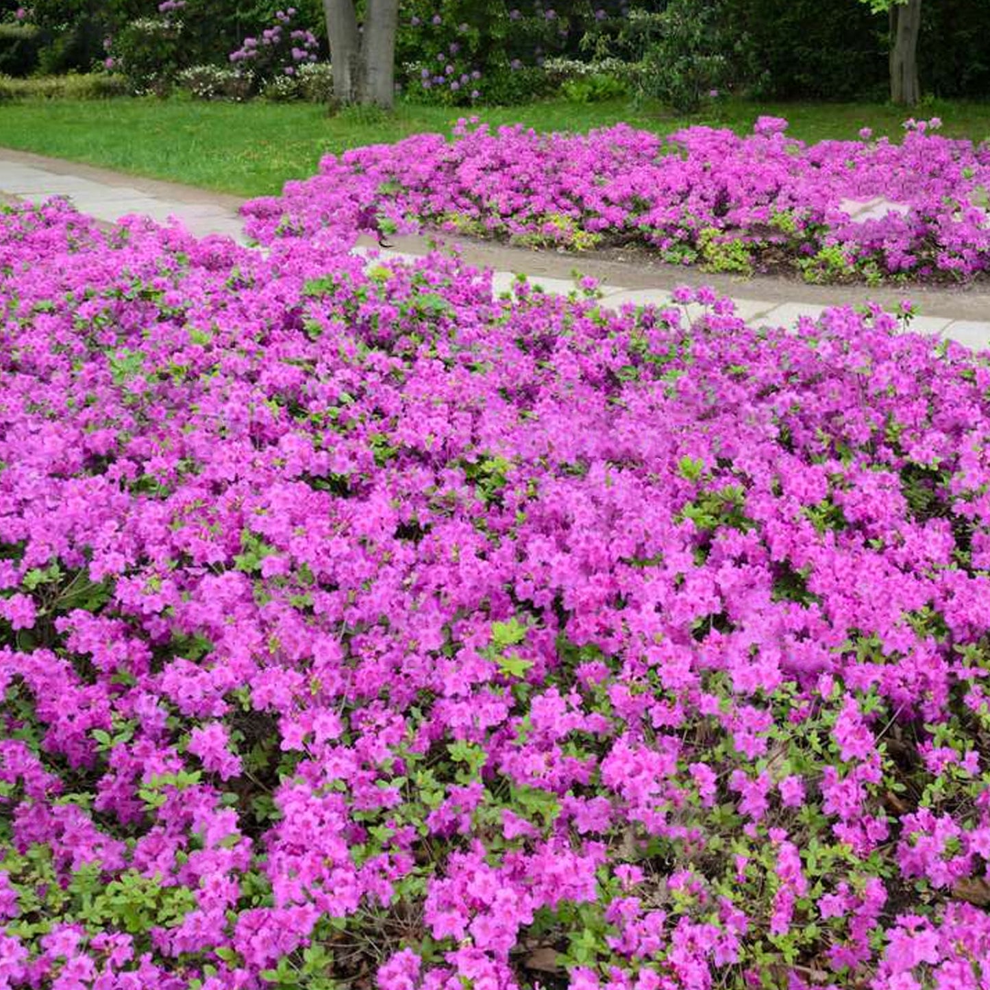 Azalea Konigstein