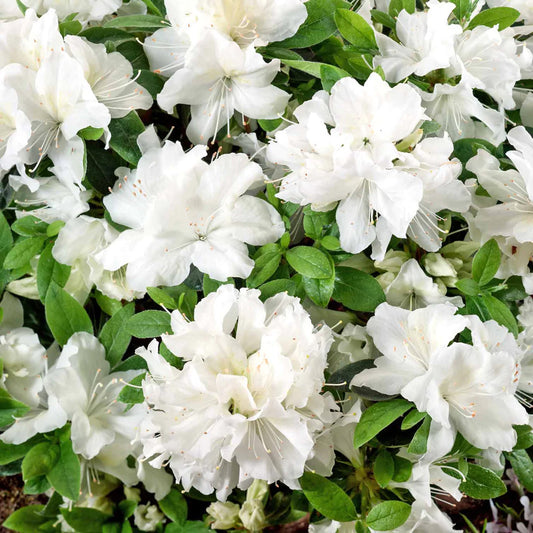 Azalea Pleasant White