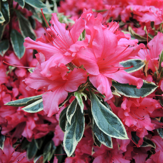 Azalea Silver Sword