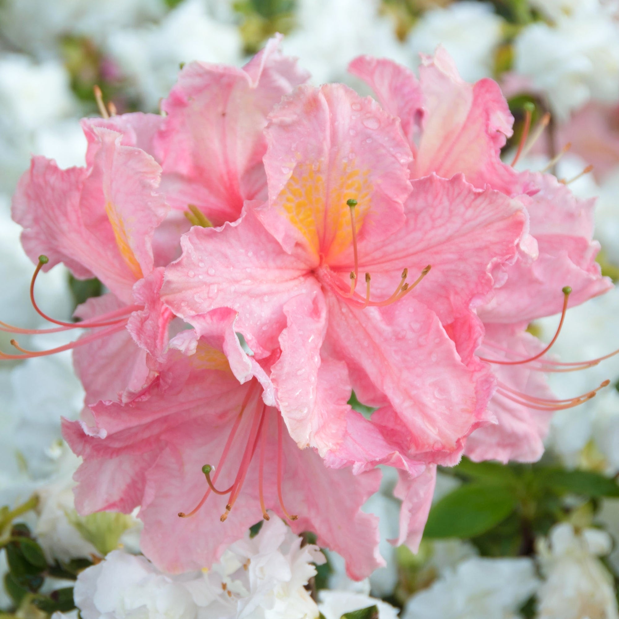 Azalea Raspberry Ripple Azalea Strawberry Ice – 247plants