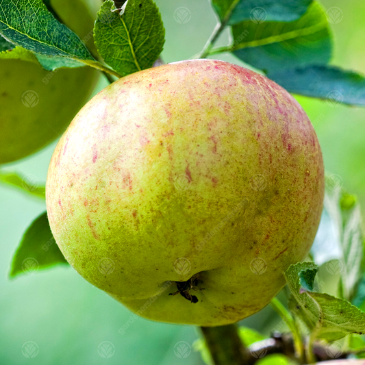 Apple Jupiter (12L, 4-5ft)
