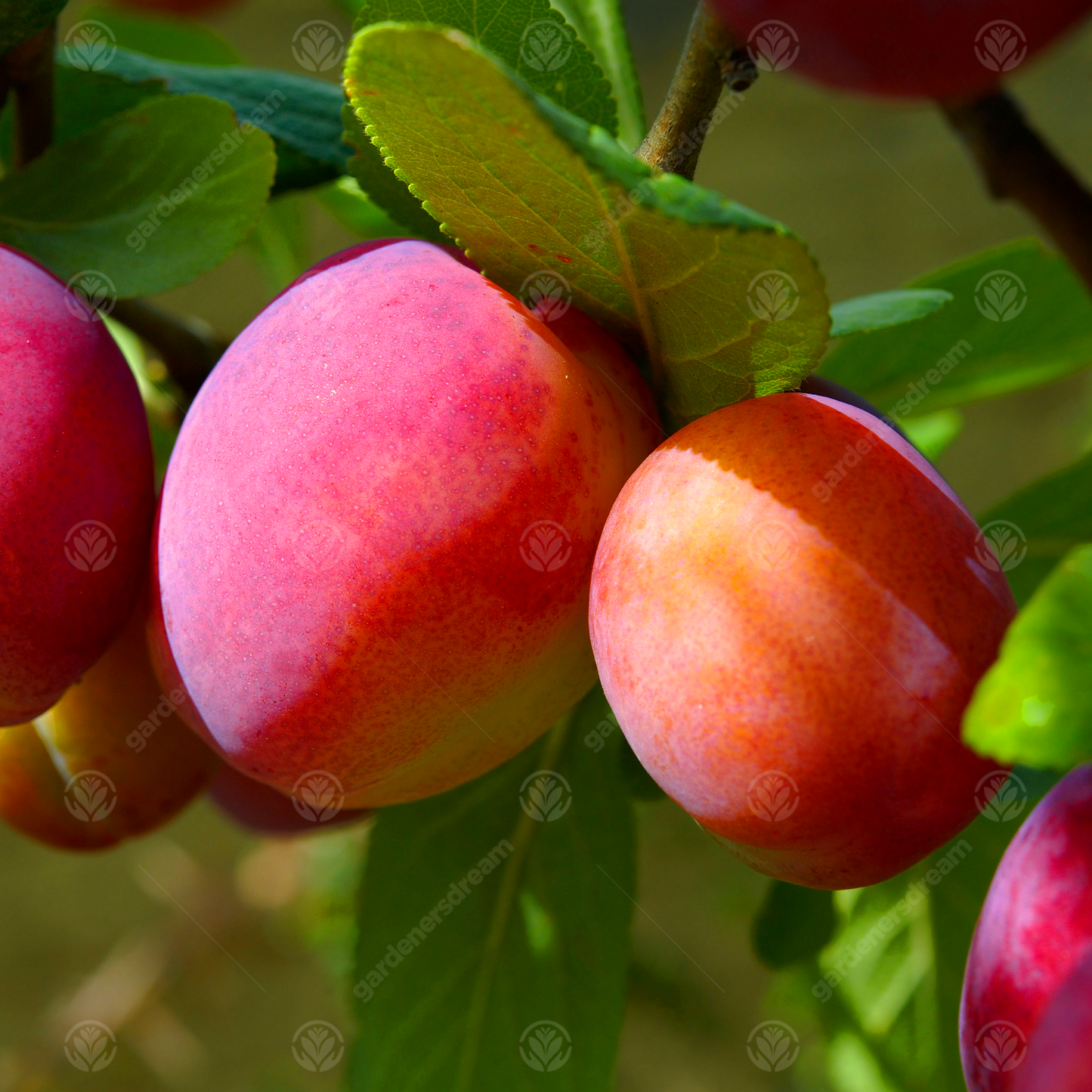 Plum Victoria (12L, 4-5ft)