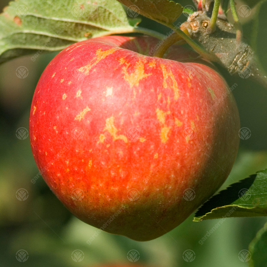 Apple Kidd's Orange Red (12L, 4-5ft)