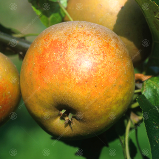 Apple Egremont Rusett (12L, 4-5ft)