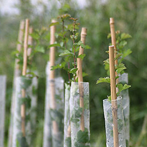 Bamboo Canes 3ft + Spiral Tree Guards