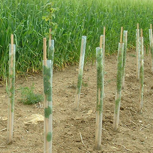 Bamboo Canes 3ft + Spiral Tree Guards