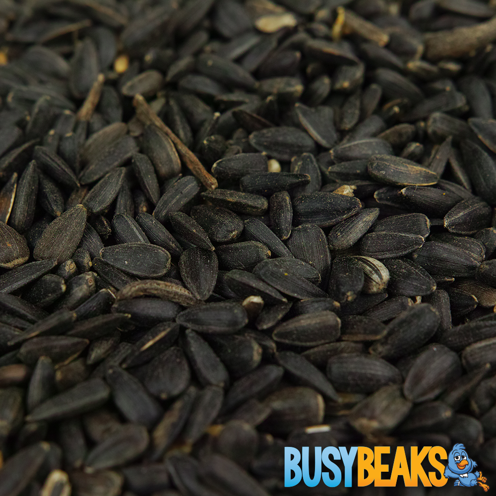 BusyBeaks Black Oil Sunflower Seeds