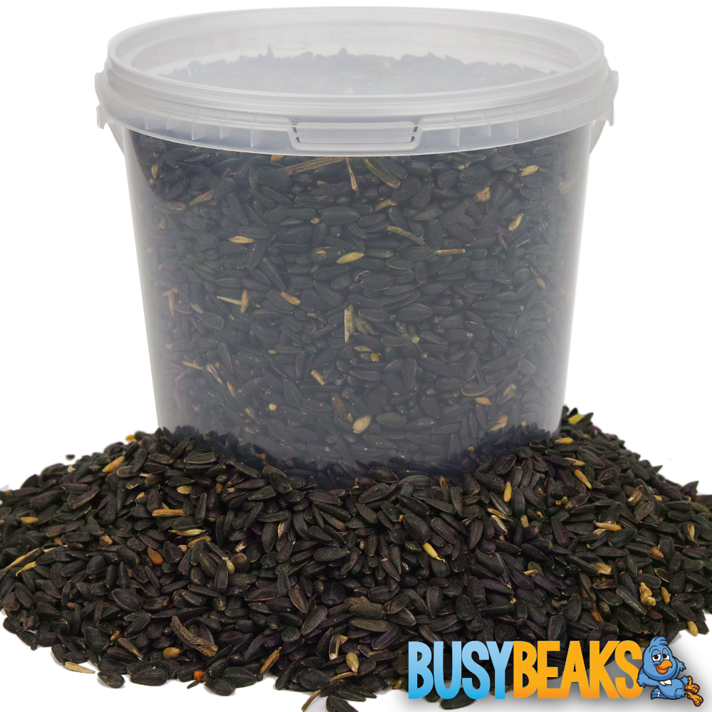 BusyBeaks Black Oil Sunflower Seeds