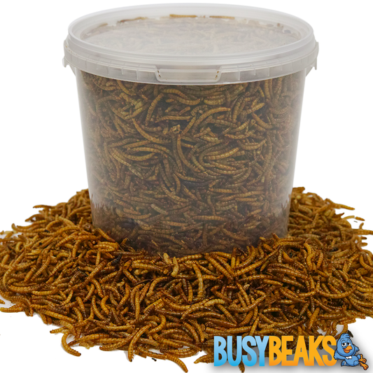 BusyBeaks Dried Mealworms