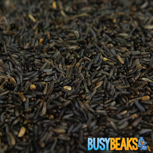 BusyBeaks Niger Seeds
