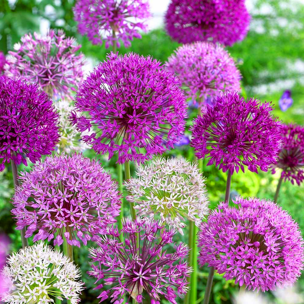 Allium Mixed -MASTER-