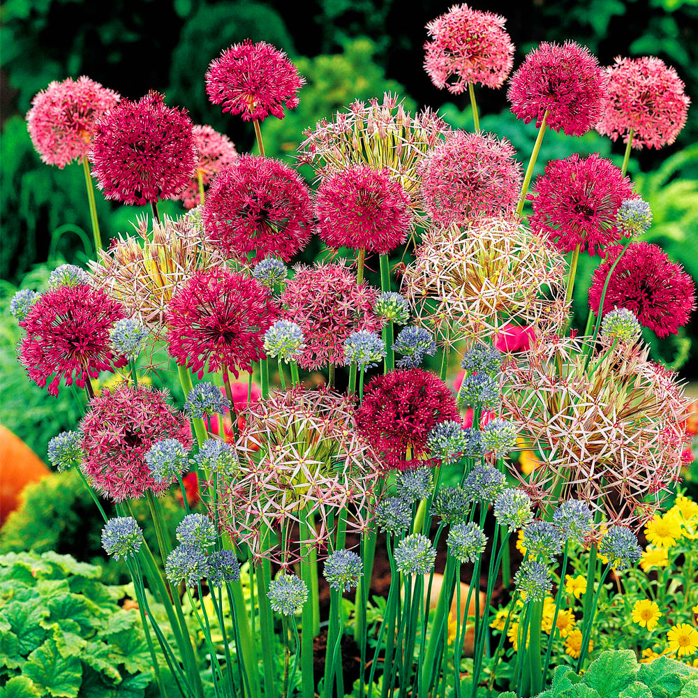 Allium Mixed -MASTER-