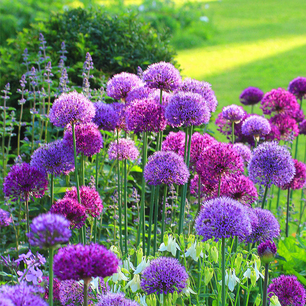 Allium Mixed -MASTER-