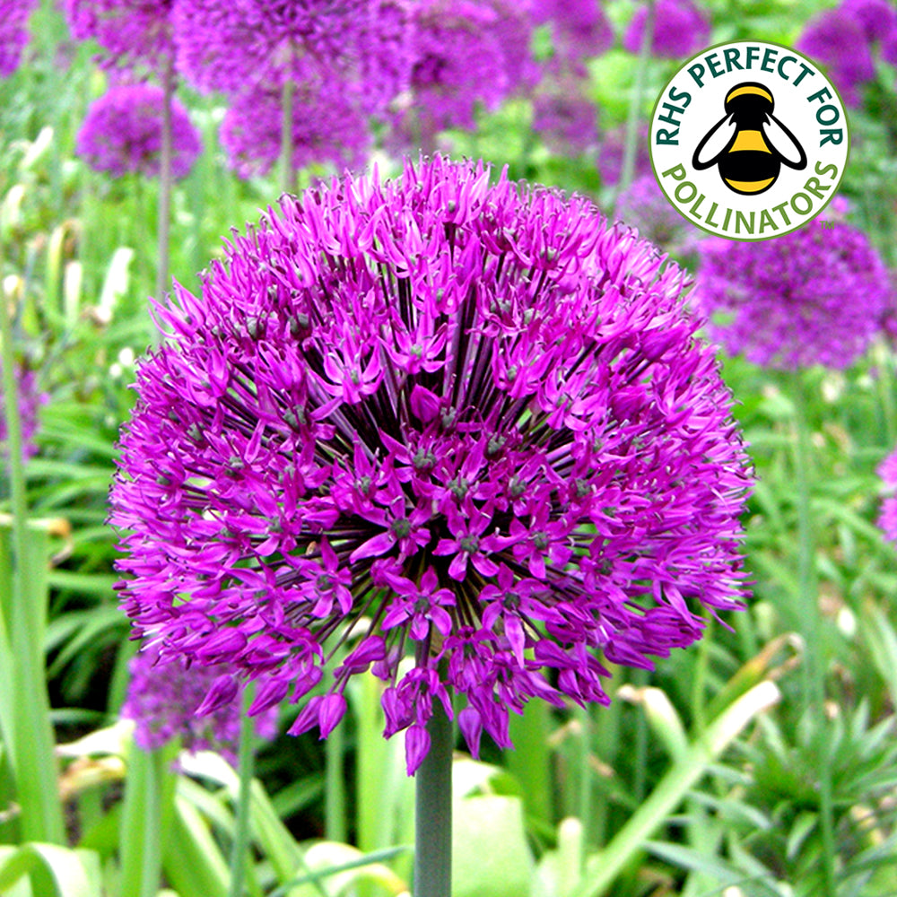 Allium Purple Sensation -MASTER-