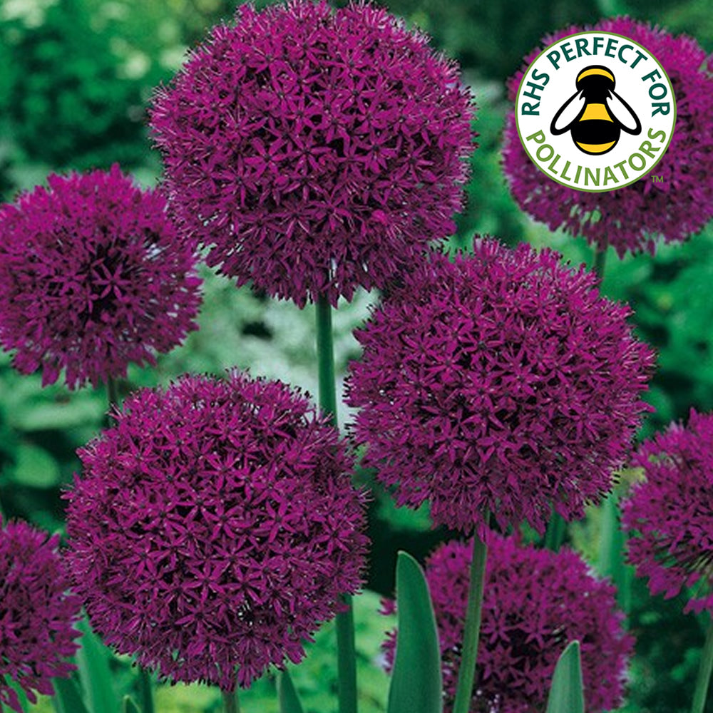 Allium Purple Sensation -MASTER-