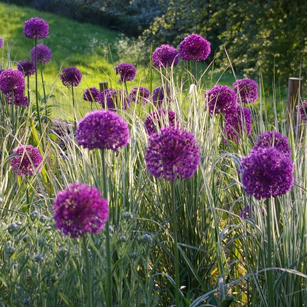 Allium Purple Sensation -MASTER-