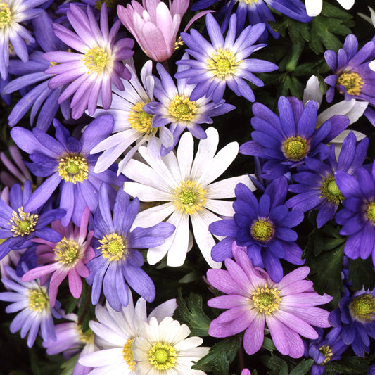 Anemone Blanda Mixed -MASTER-