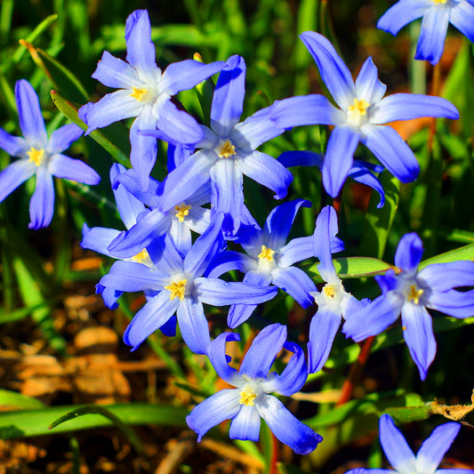 Chionodoxa Luciliae Forbesii -MASTER- DELETE