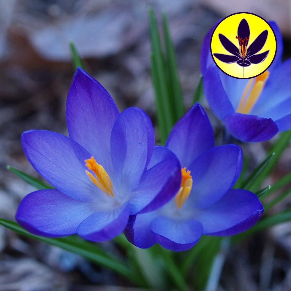 Crocus Blue -MASTER-