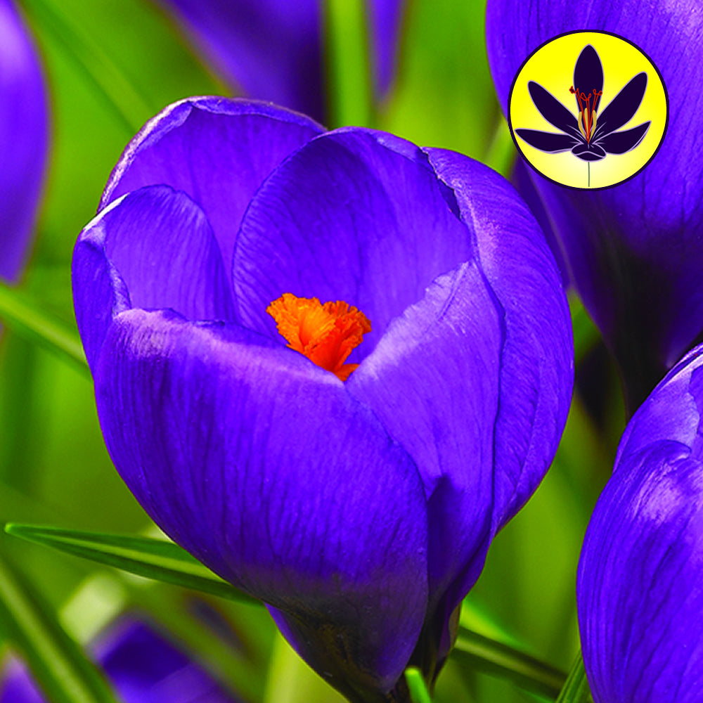 Crocus Blue -MASTER-