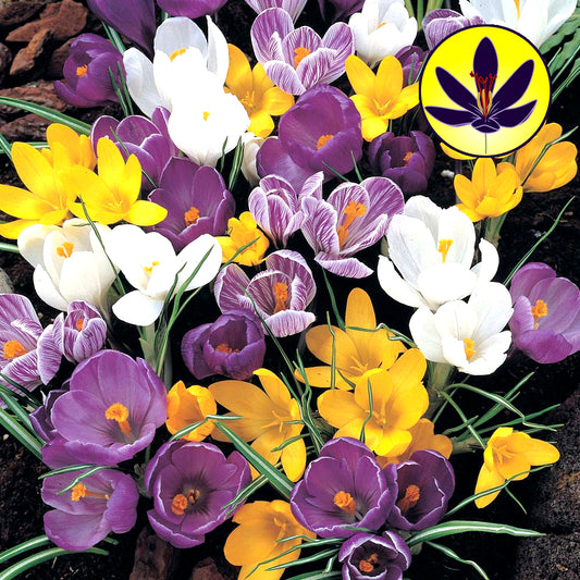 Crocus LF Mixed -MASTER-