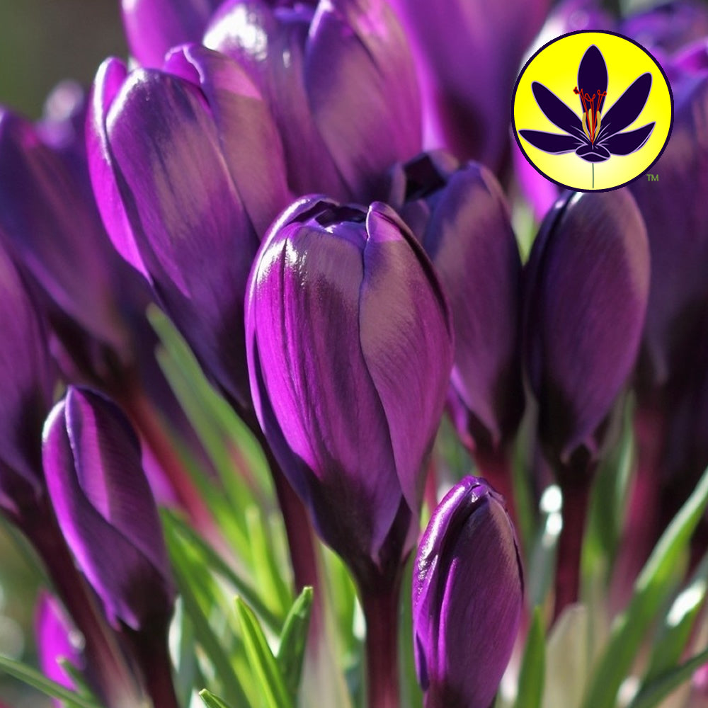 Crocus Purple -MASTER-