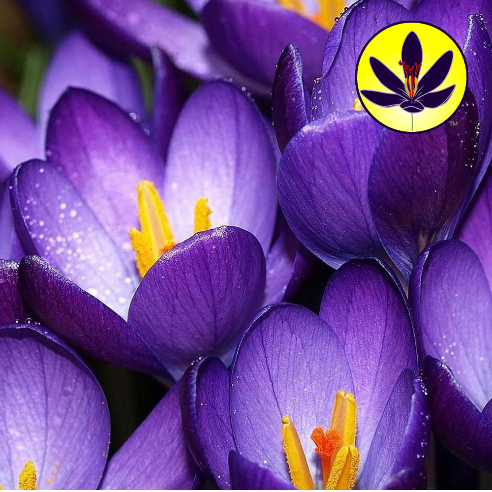 Crocus Purple -MASTER-